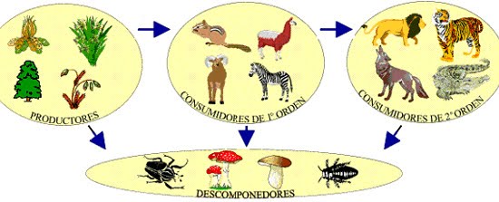 PRODUCTORES, CONSUMIDORES Y DESCOMPONEDORES